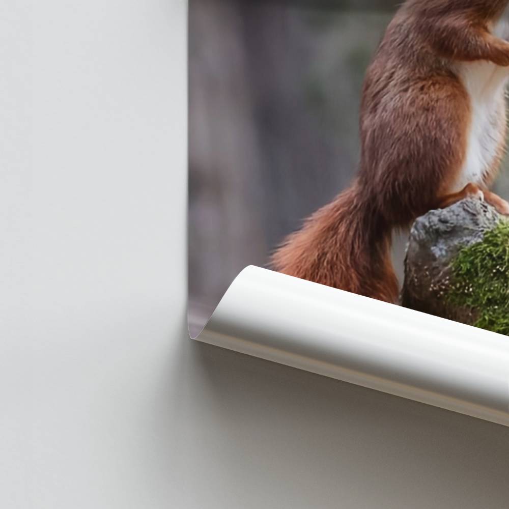 Poster Écureuil du Bois