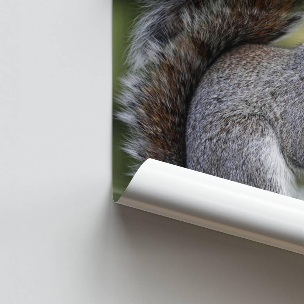 Poster Écureuil Surpris