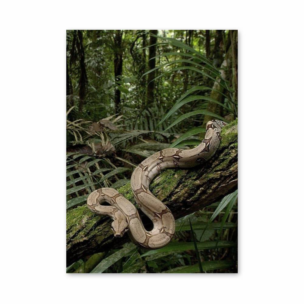 Python Jungle Poster | Aesthetic Posters