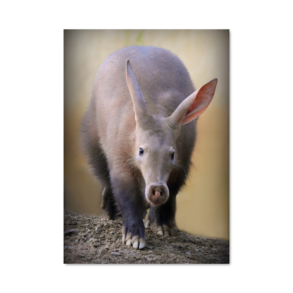 Poster Petit Cochon