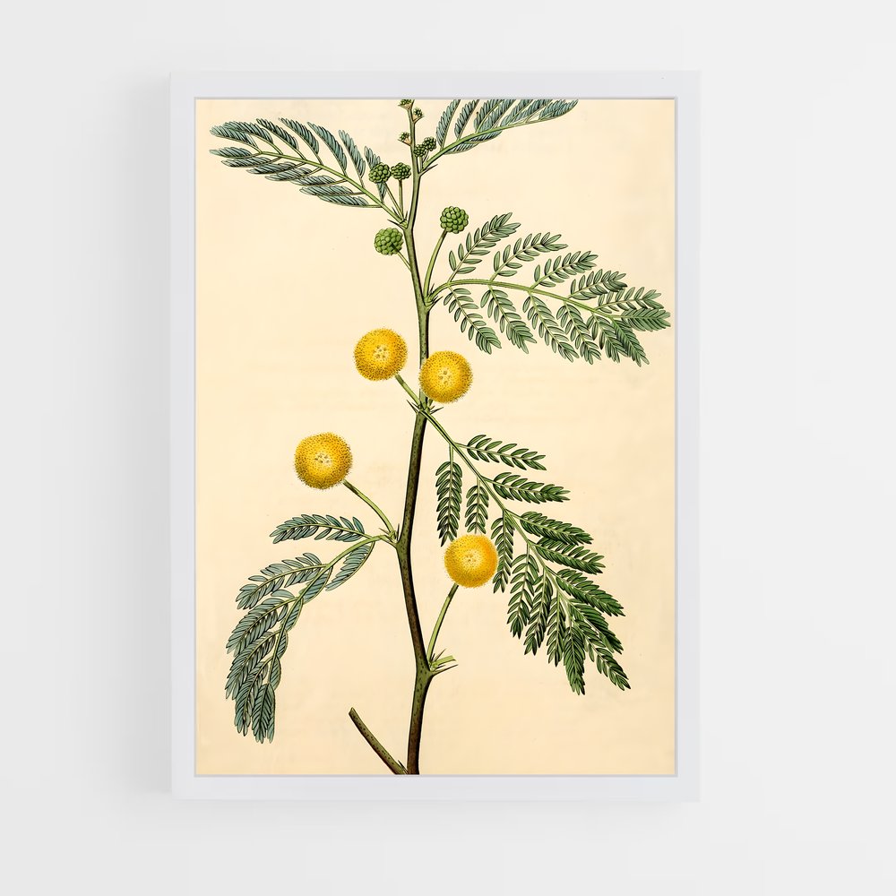 ap-acacia-1 cadre Blanc