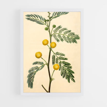 ap-acacia-1 cadre Blanc