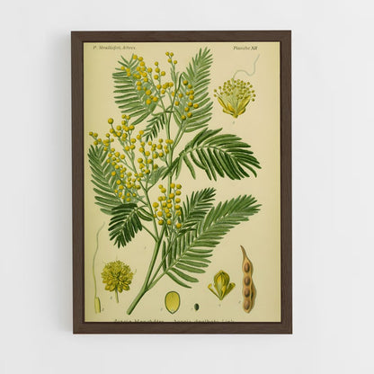 ap-acacia-2 cadre Bois foncé