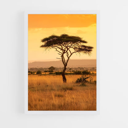 ap-acacia trees-1 cadre Blanc