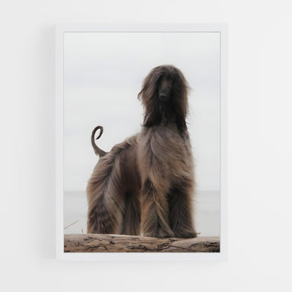ap-afghan hound-3 cadre Blanc
