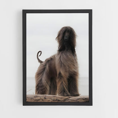 ap-afghan hound-3 cadre Noir
