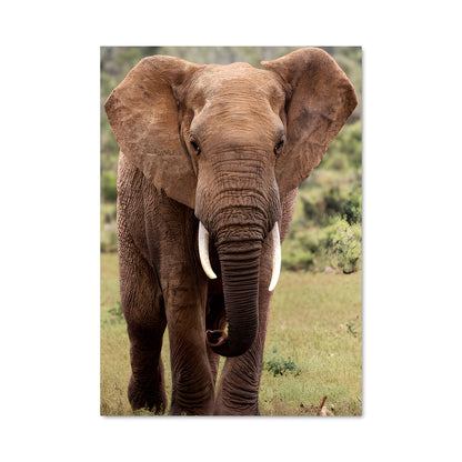 Poster Géant de la Savane