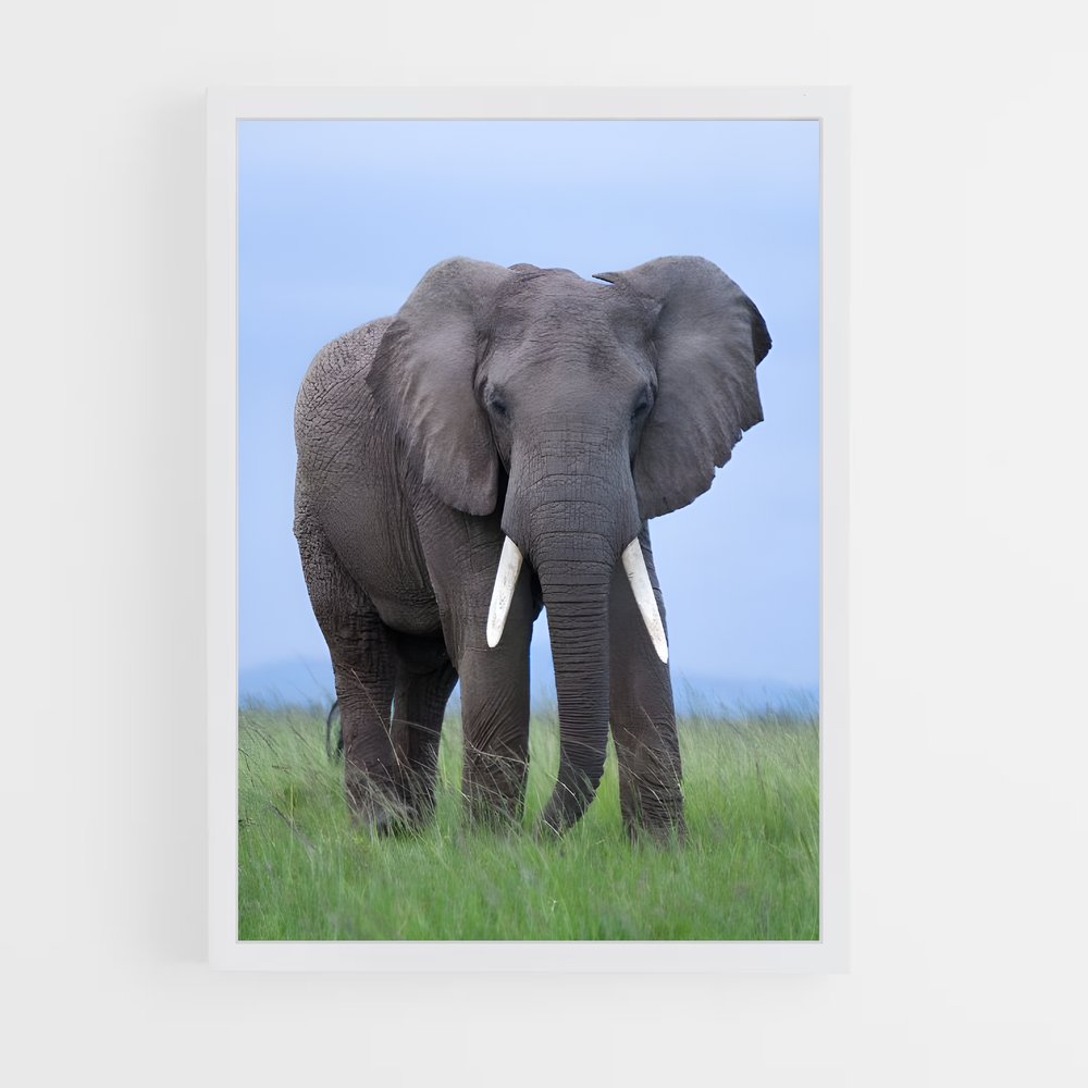 ap-african elephant-4 cadre Blanc
