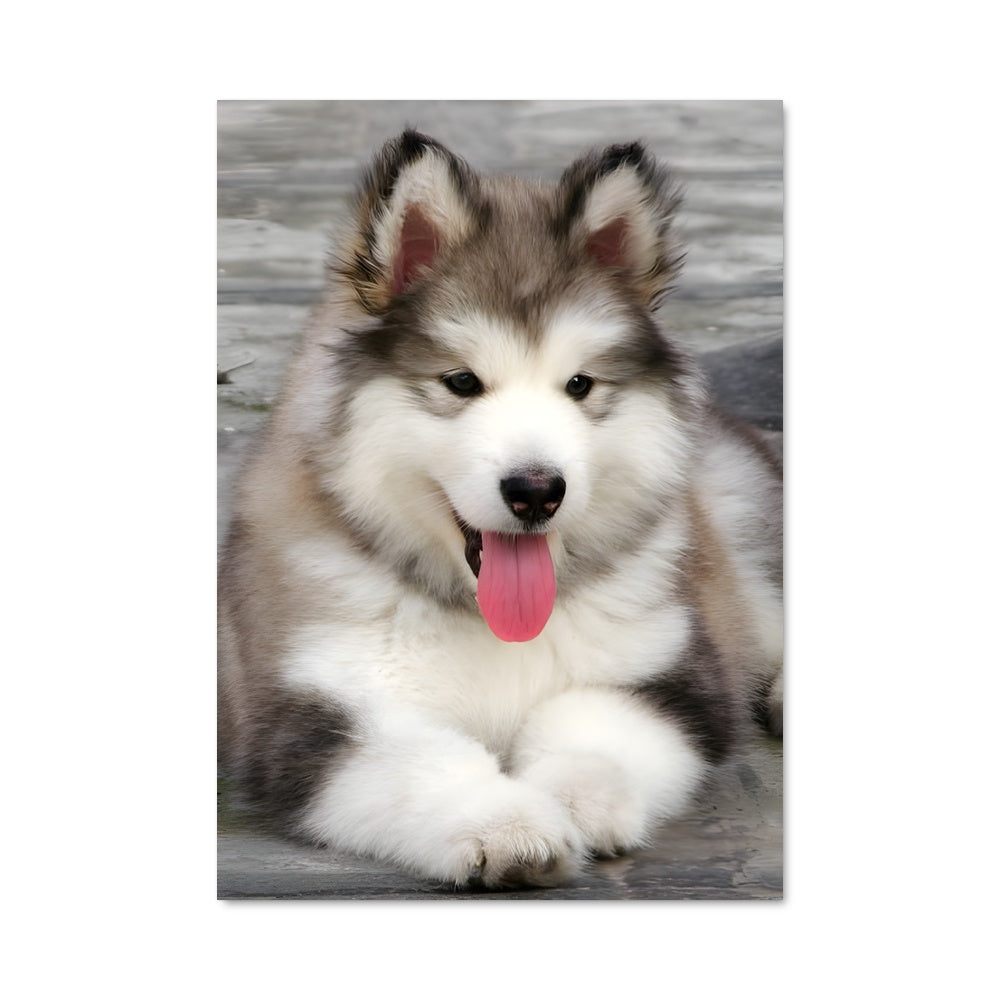 Poster Malamute Malicieux
