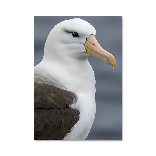 Poster L'Albatros Doré