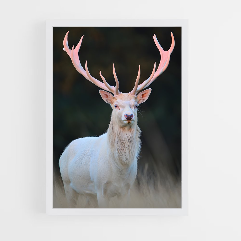 ap-albino deer-1 cadre Blanc