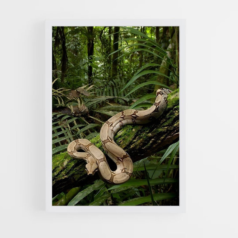 ap-amazon rainforest-14 cadre Blanc