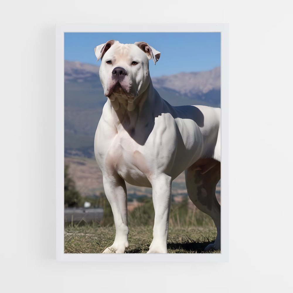 ap-american bulldog-2 cadre Blanc