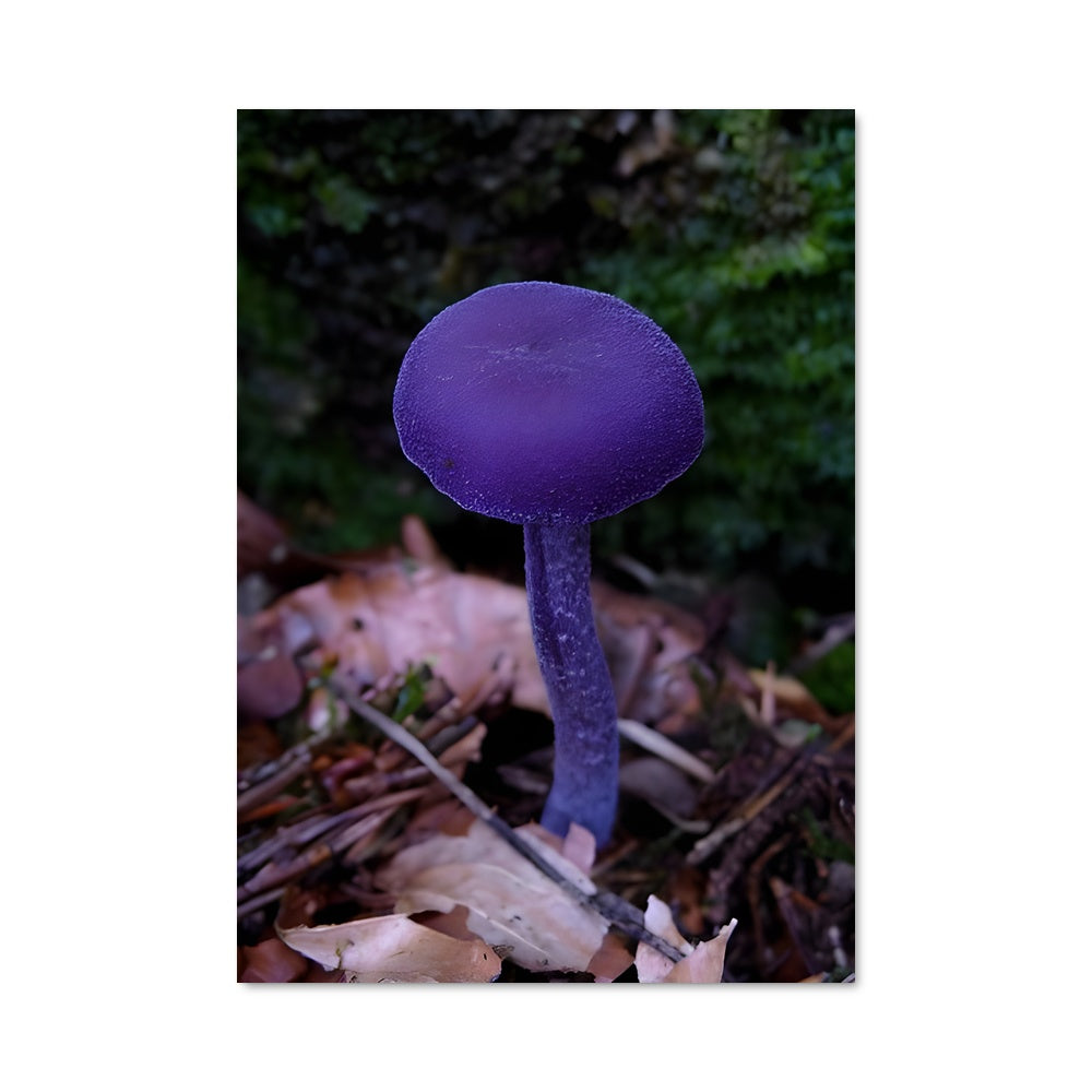 Poster Champignon Améthyste