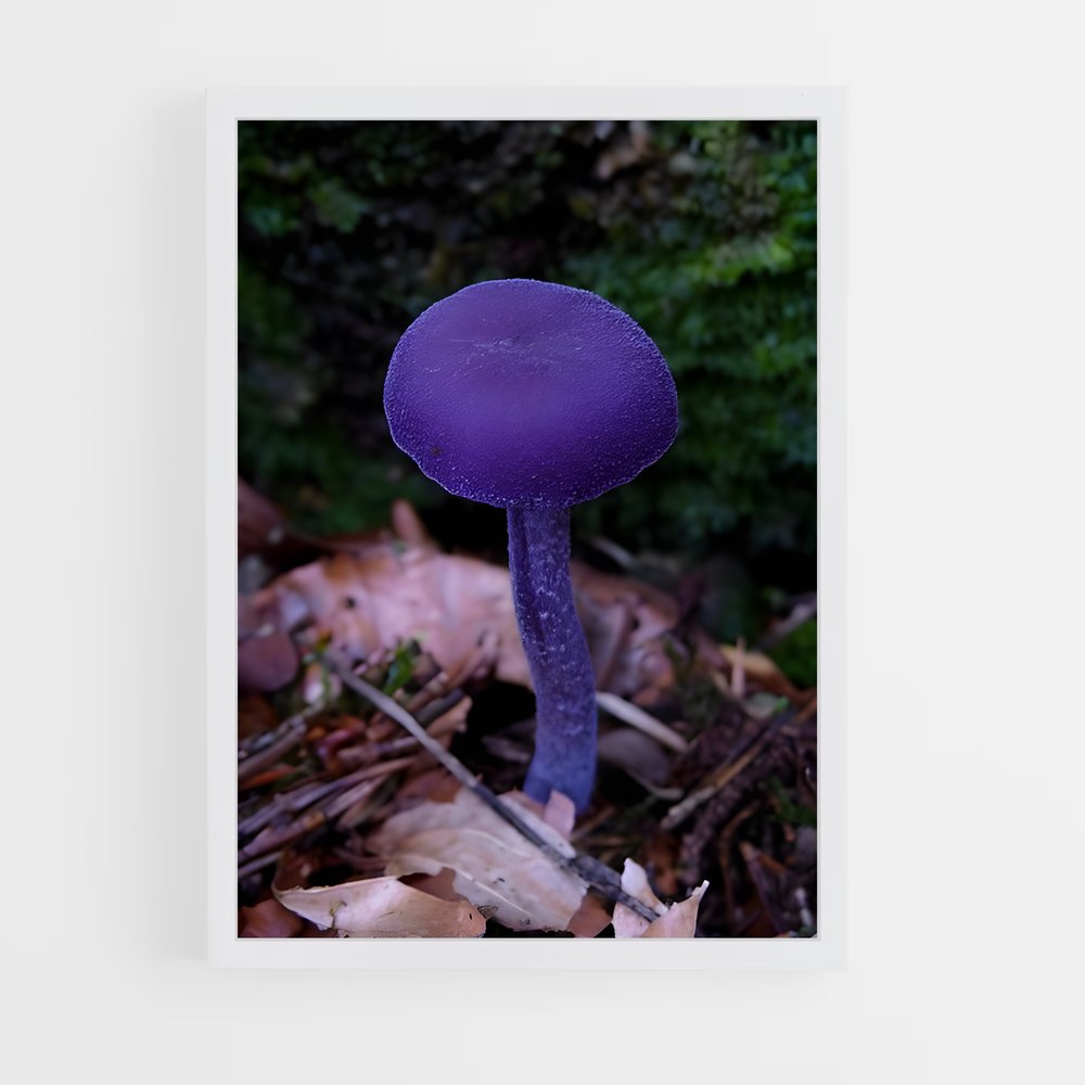 ap-amethyst deceiver-1 cadre Blanc