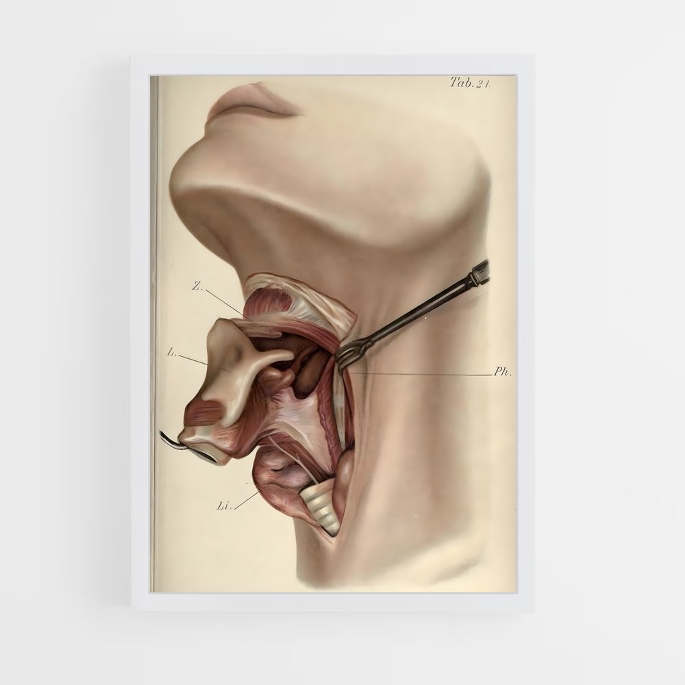 ap-anatomy-1 cadre Blanc