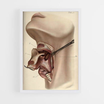 ap-anatomy-1 cadre Blanc