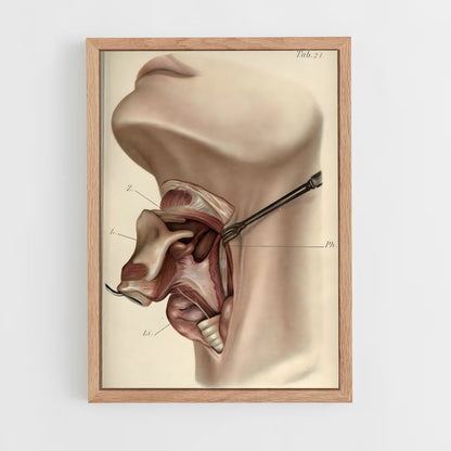 ap-anatomy-1 cadre Bois clair