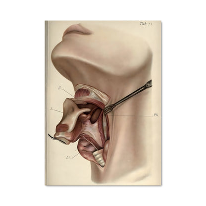Poster L'Oreille Mystérieuse