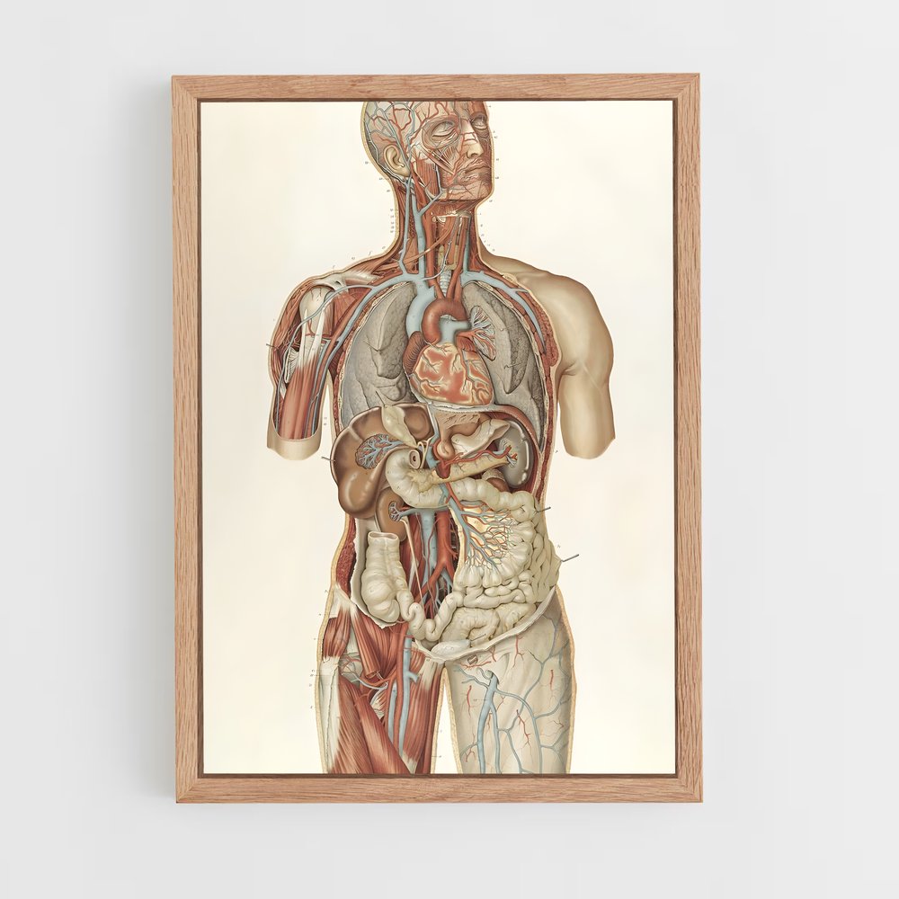 ap-anatomy-2 cadre Bois clair