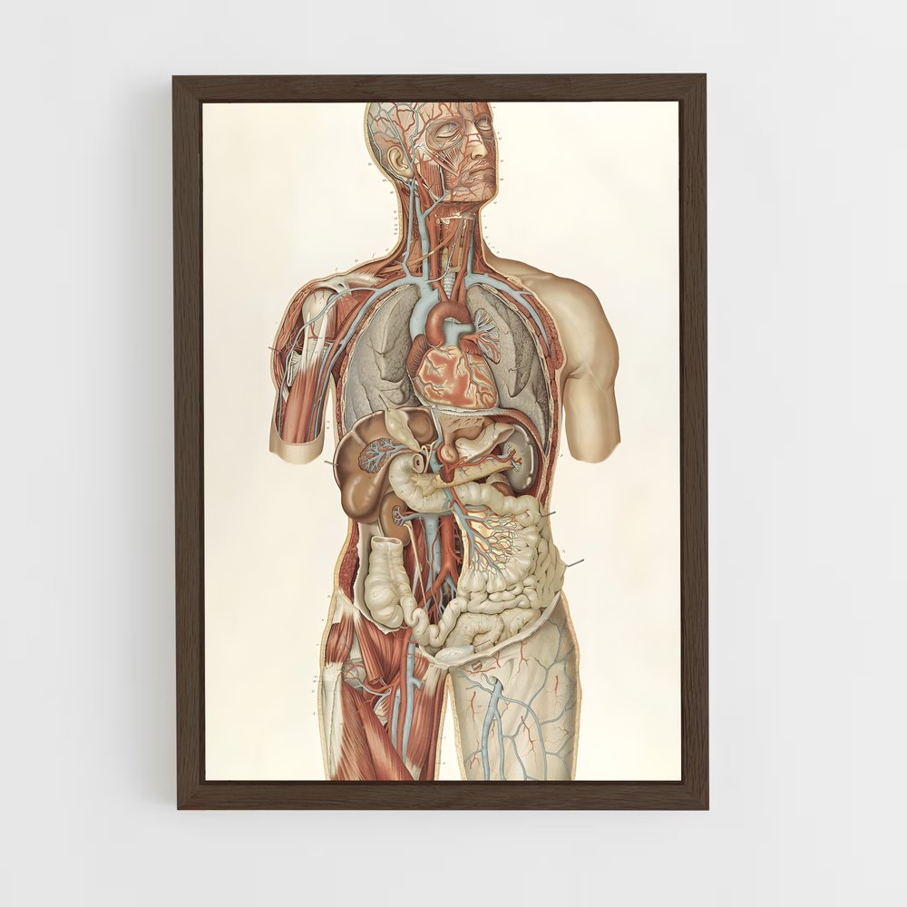 ap-anatomy-2 cadre Bois foncé