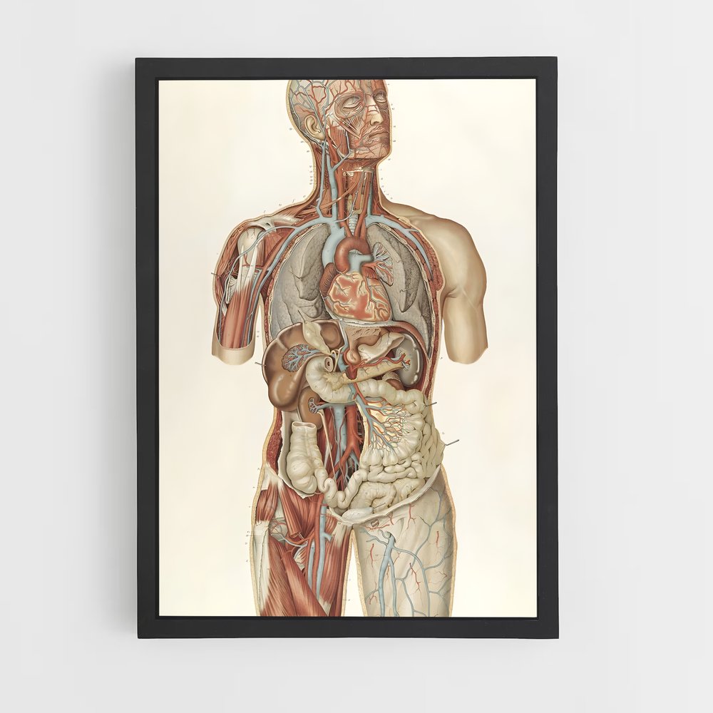ap-anatomy-2 cadre Noir