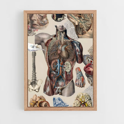 ap-anatomy-3 cadre Bois clair