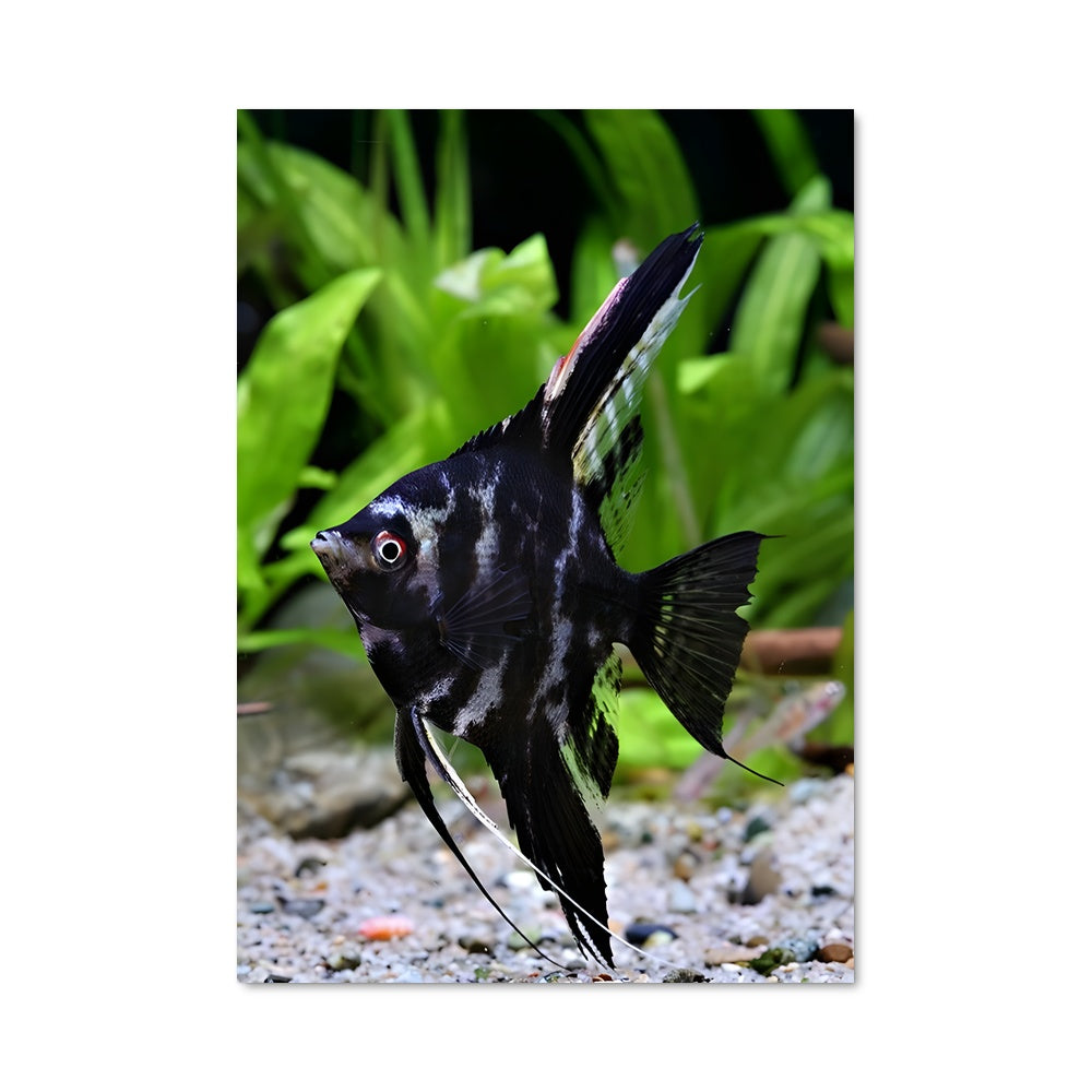Poster Angelfish Noir & Blanc