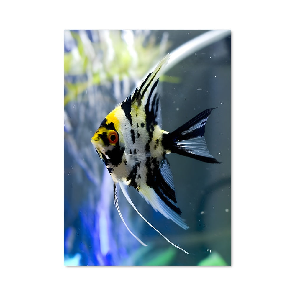 Angelfish Poster – Aesthetic Posters