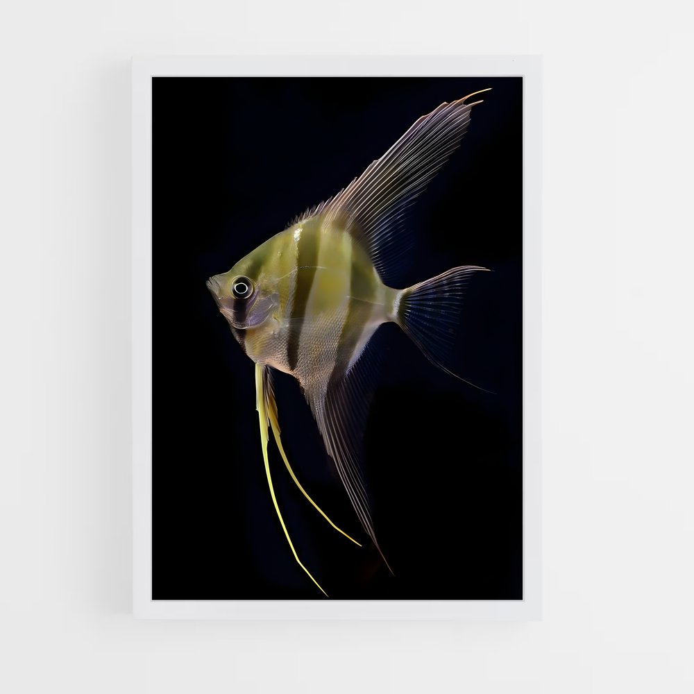 ap-angelfish-5 cadre Blanc
