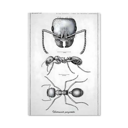 Poster Ant-Mania