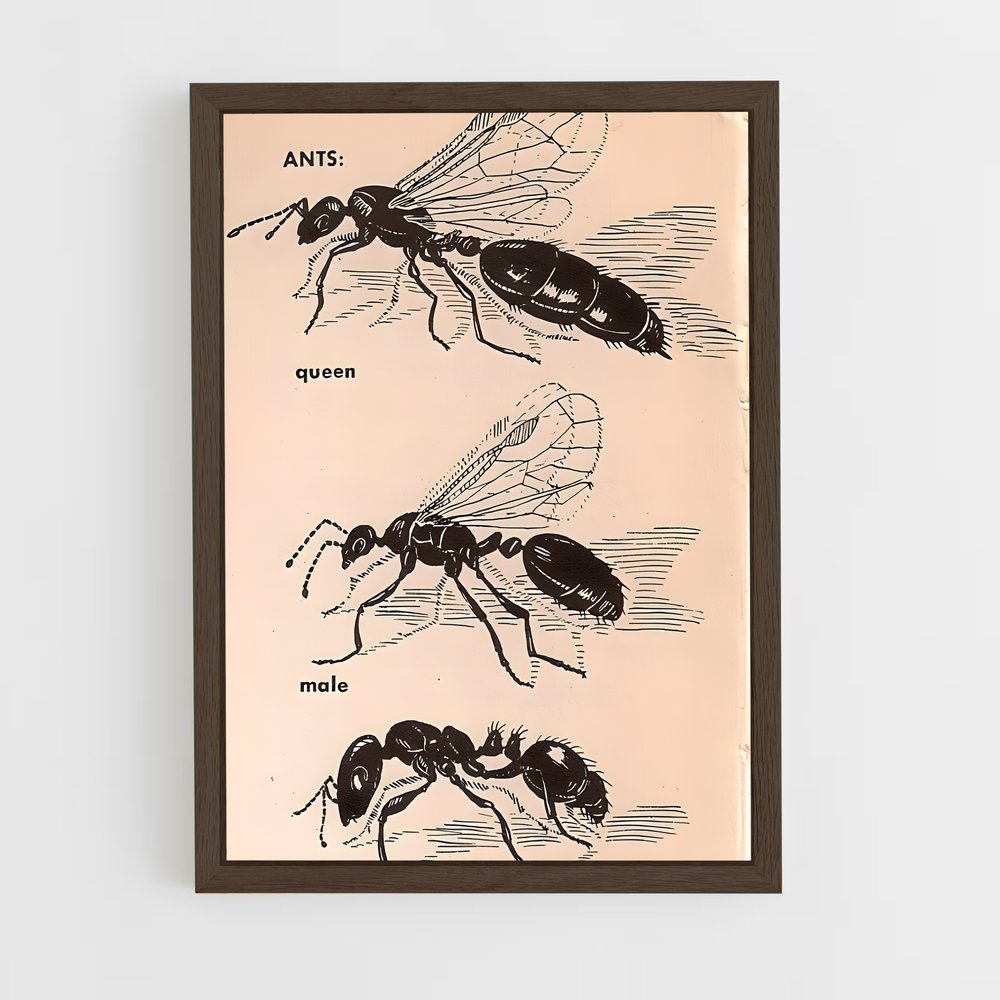 ap-ant-2 cadre Bois foncé