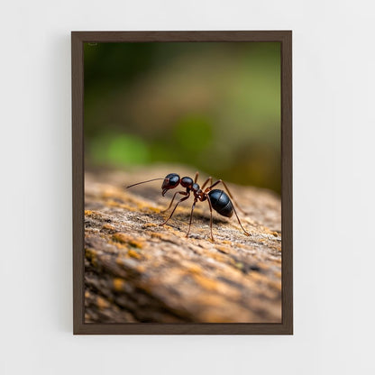 ap-ant-8 cadre Bois foncé