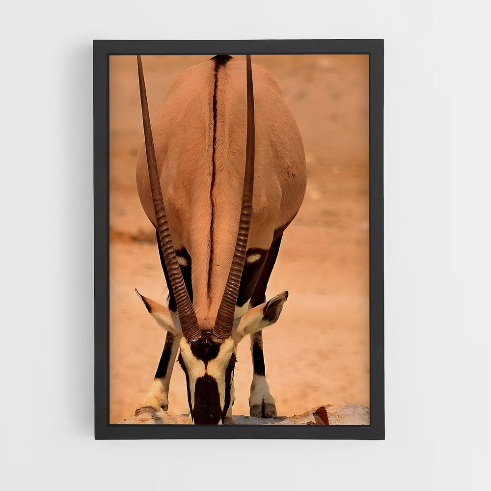 ap-antelope-11 cadre Noir