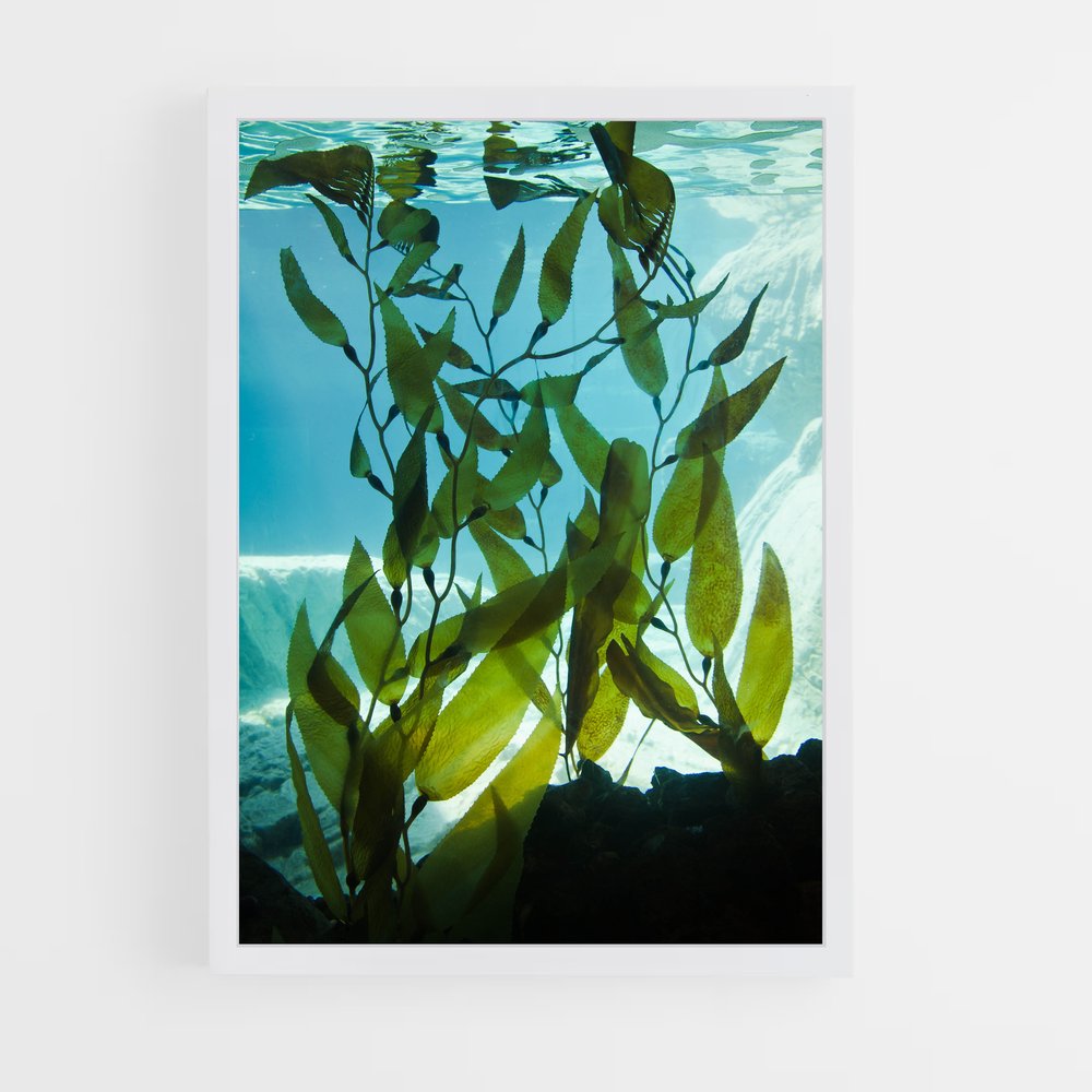 ap-aquatic-3 cadre Blanc