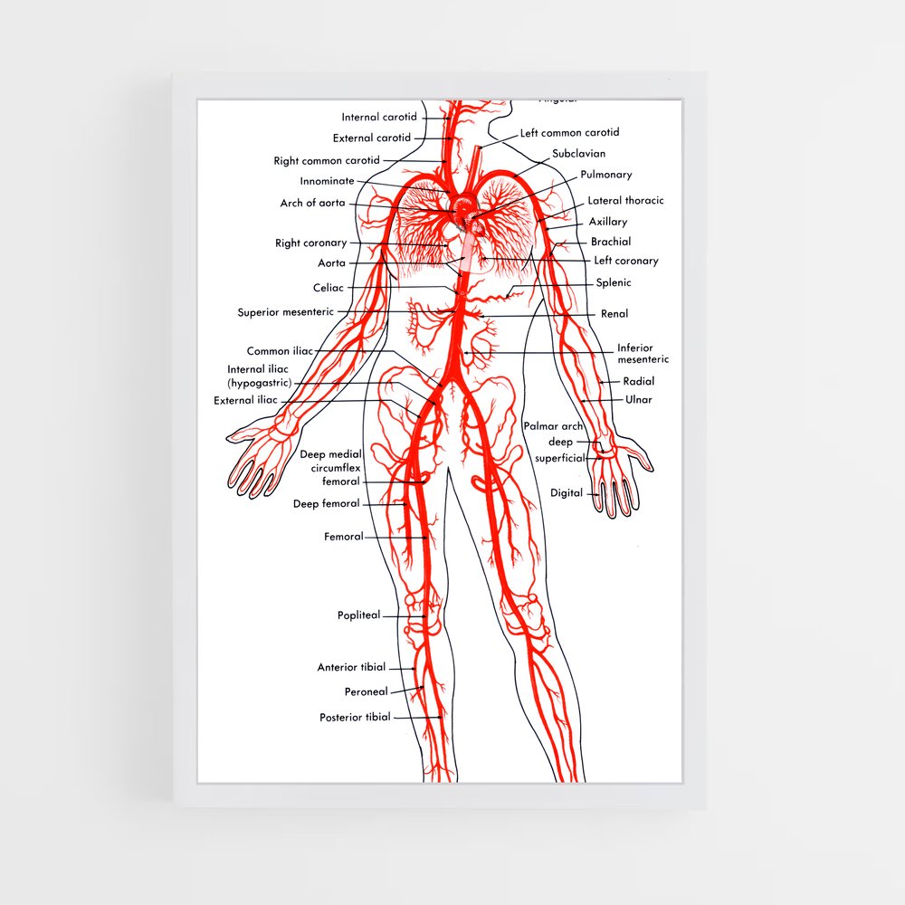 ap-artery-2 cadre Blanc