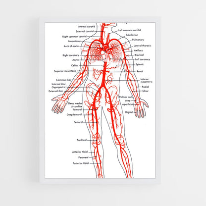 ap-artery-2 cadre Blanc