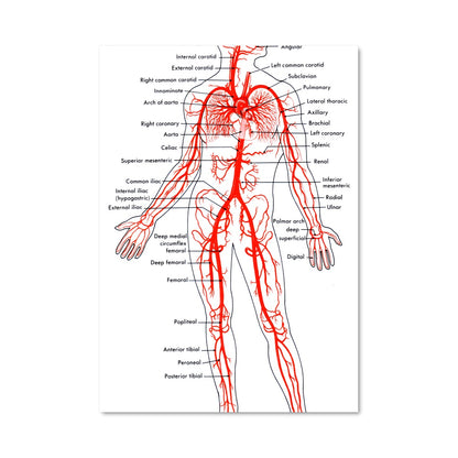 Poster Circulation Vitale