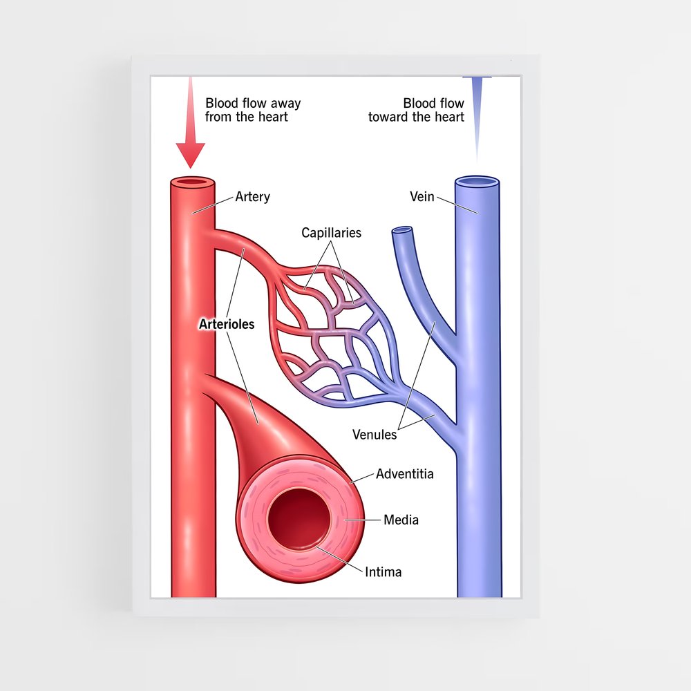 ap-artery-3 cadre Blanc