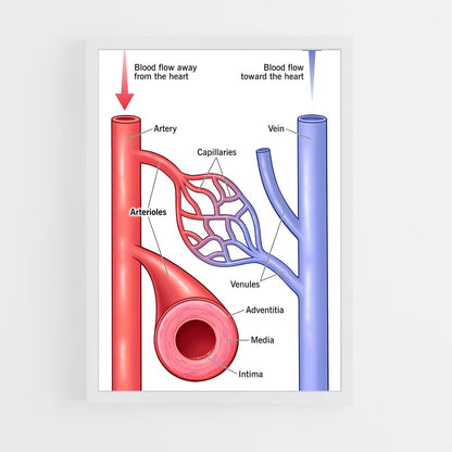 ap-artery-3 cadre Blanc