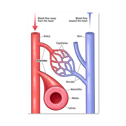 Poster Circulation Vitalité