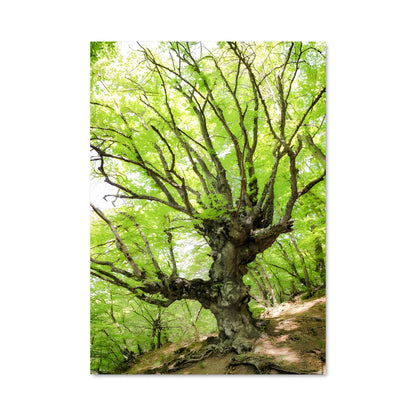 Poster Ash 96912