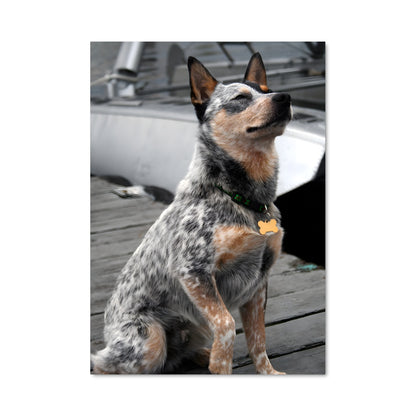 Poster Chien Marin