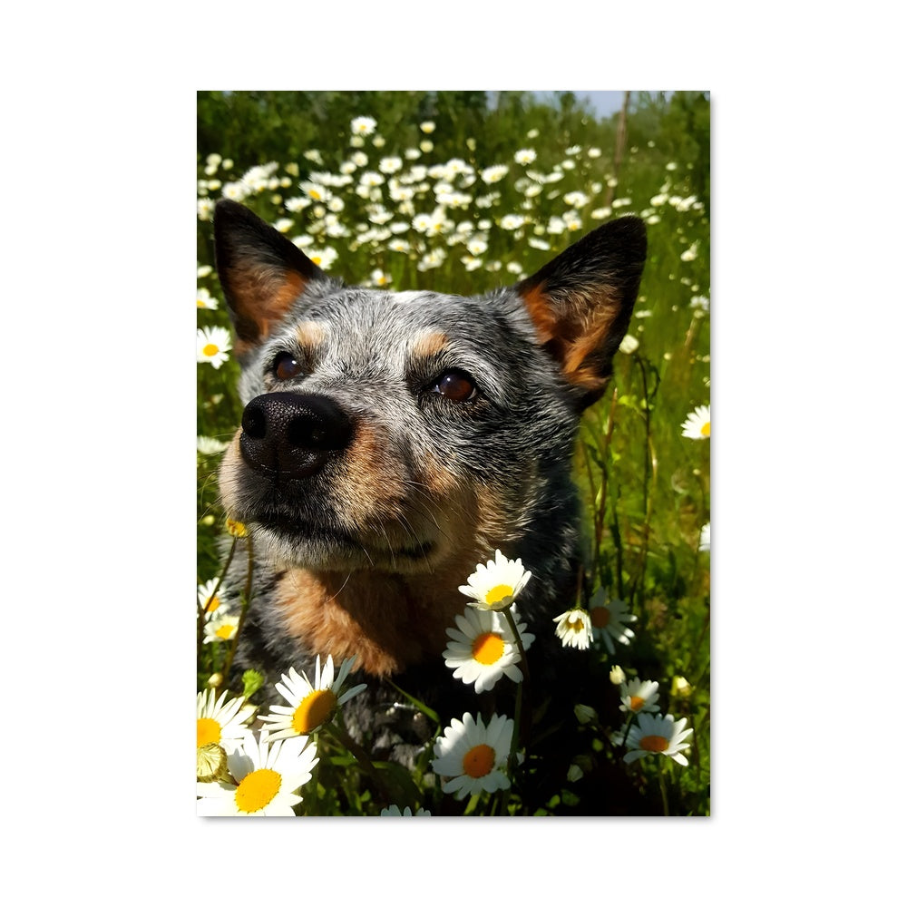 Poster Australian Dreamer