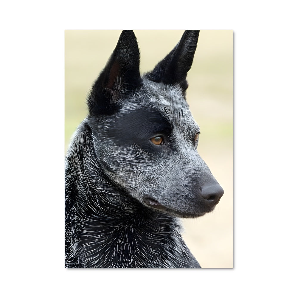 Poster Pluie d'Amitié