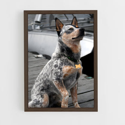 ap-australian cattle dog-1 cadre Bois foncé