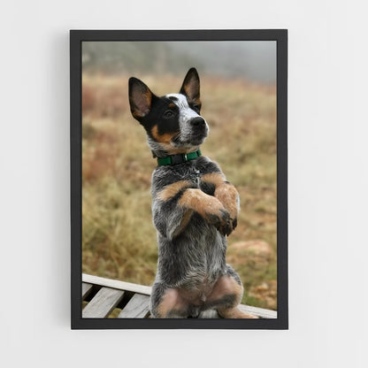 ap-australian cattle dog-2 cadre Noir