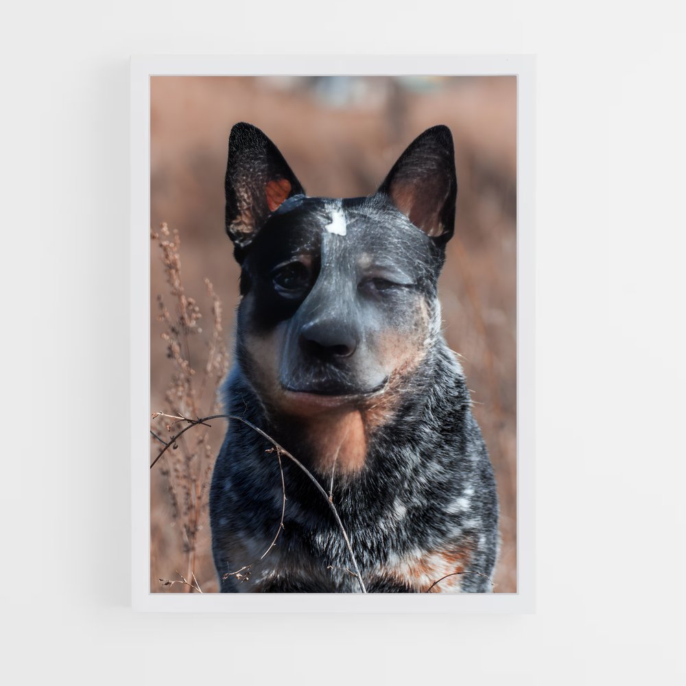ap-australian cattle dog-3 cadre Blanc