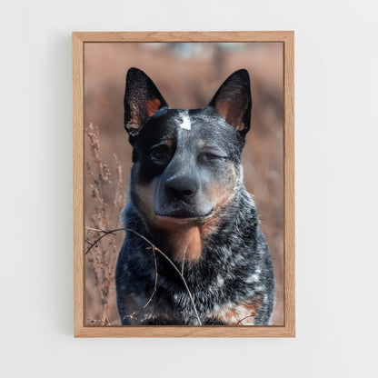 ap-australian cattle dog-3 cadre Bois clair