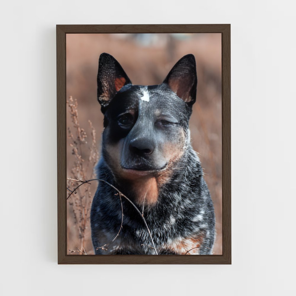 ap-australian cattle dog-3 cadre Bois foncé